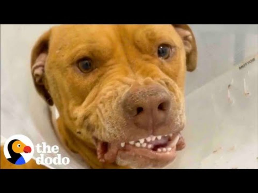 Scared, Growling Pittie Transforms Into A Lovebug | The Dodo