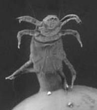 Photo of a oak tree mite under a microscope. Elongate arthropod with eight legs