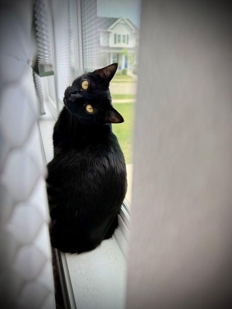 Photo spying on Pixel on the windowsill through a gap in the blinds. She’s staring back at me/the camera with a sassy 90 degree head tilt over her shoulder.