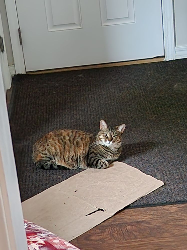 A tortoise pattern fur cat sitting in front of a piece of brown paper.