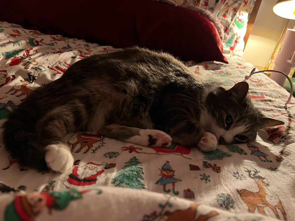 Cat laying on bed with eyes wide open