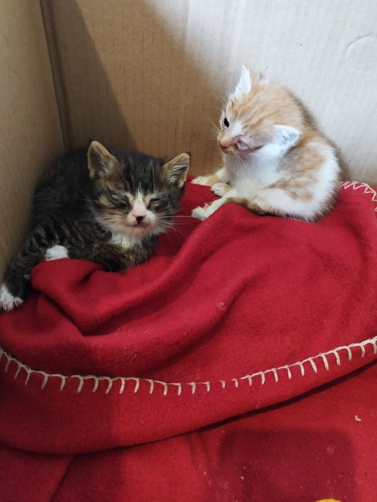 Les mêmes chatons dans une pose chill dans leur carton. Le tigré a les yeux très fermés, et la rousse a un oeil blanc