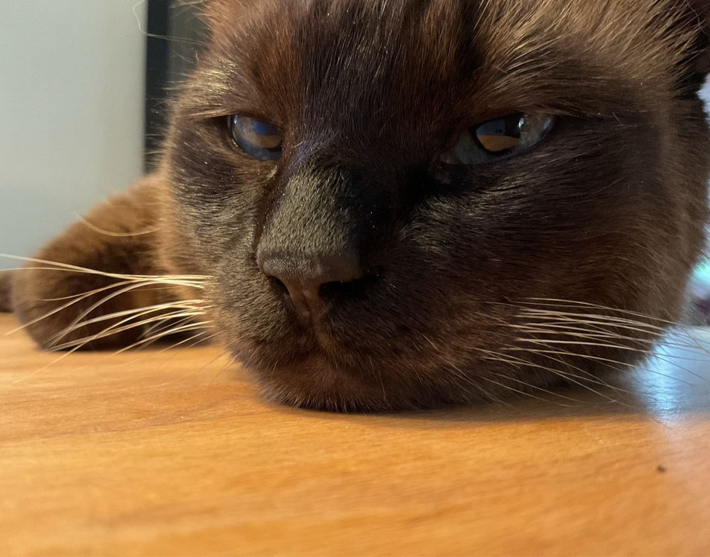 Verträumtes Gesicht eines Siamkaters.