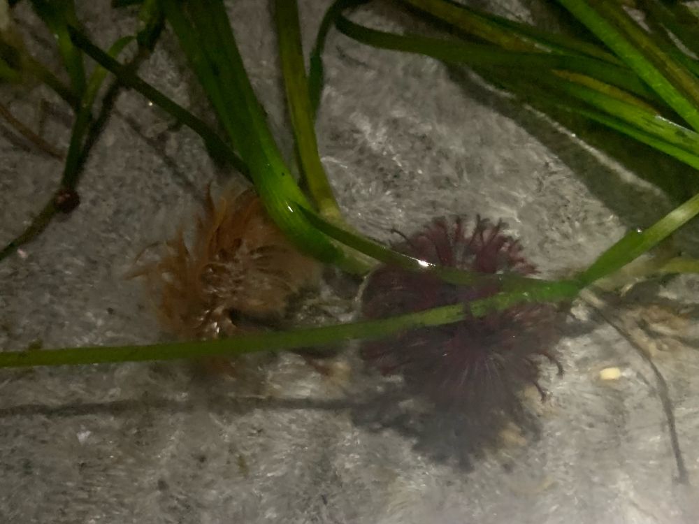 Anemones in eelgrass 