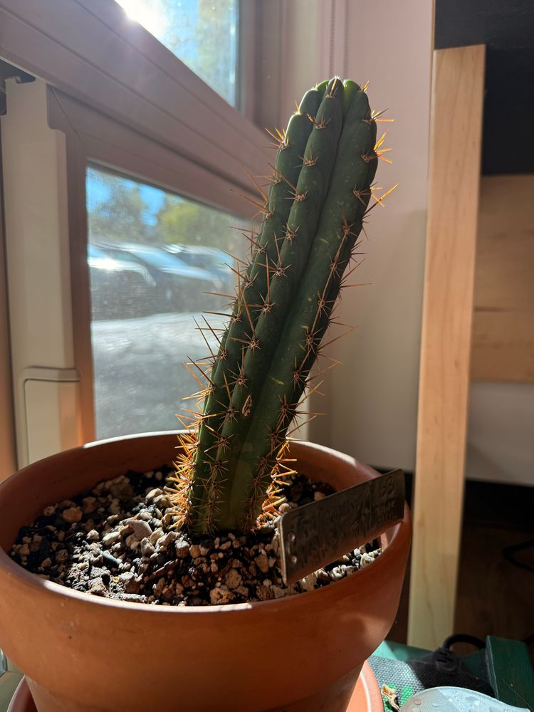 Trichcereus hybrid in Terra cotta pot, and aluminum foil sign with species name / cross. Cactus spines glowing gold in the sunlight. 