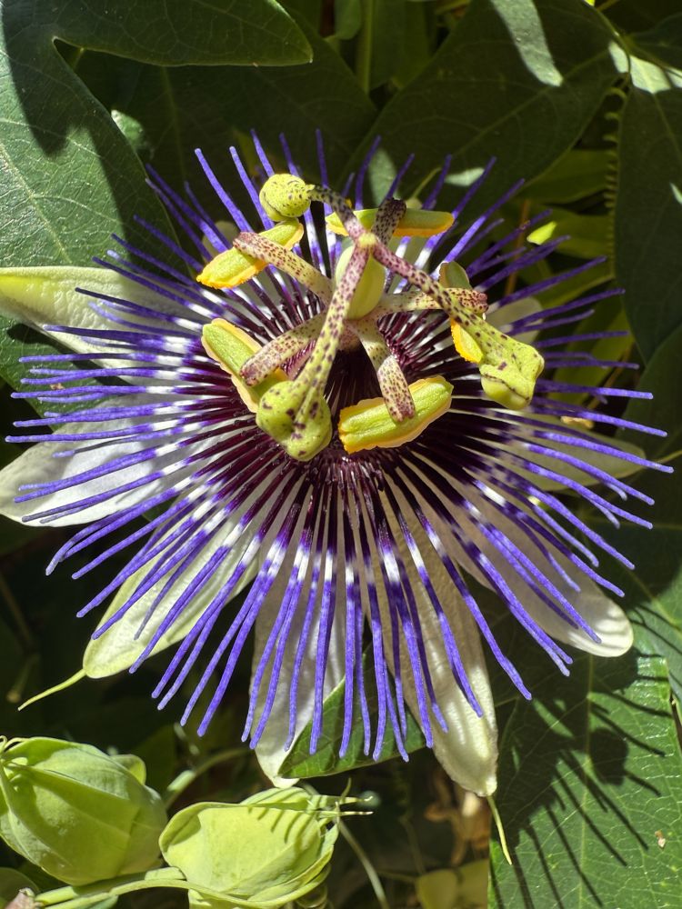 A close-up of a blue passionflower (Passiflora caerulea or a hybrid?)