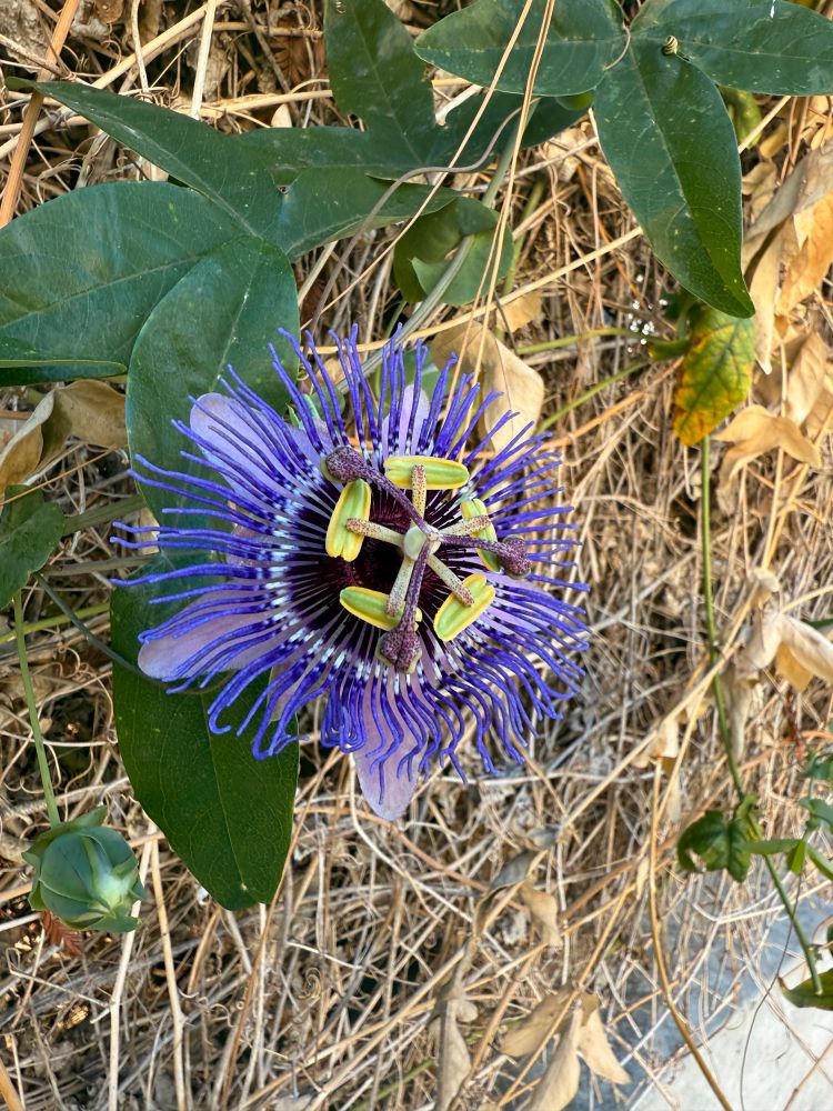 A blue-violet passionflower with long purple filaments, and very large dark-green foliage. 