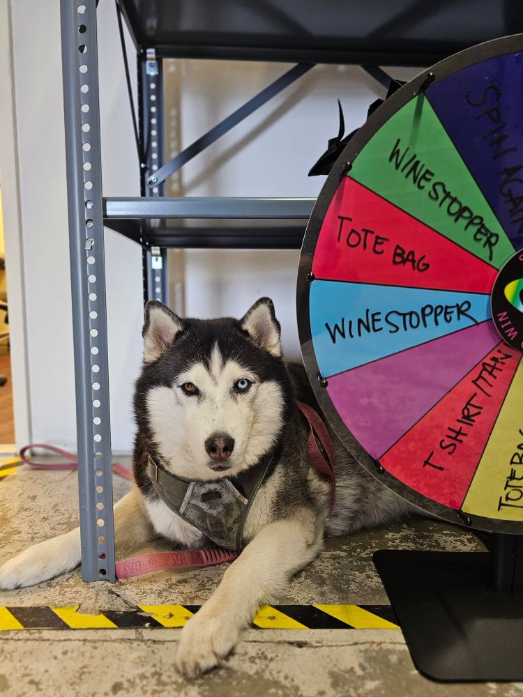 Husky under some industrial shelves in a garage.