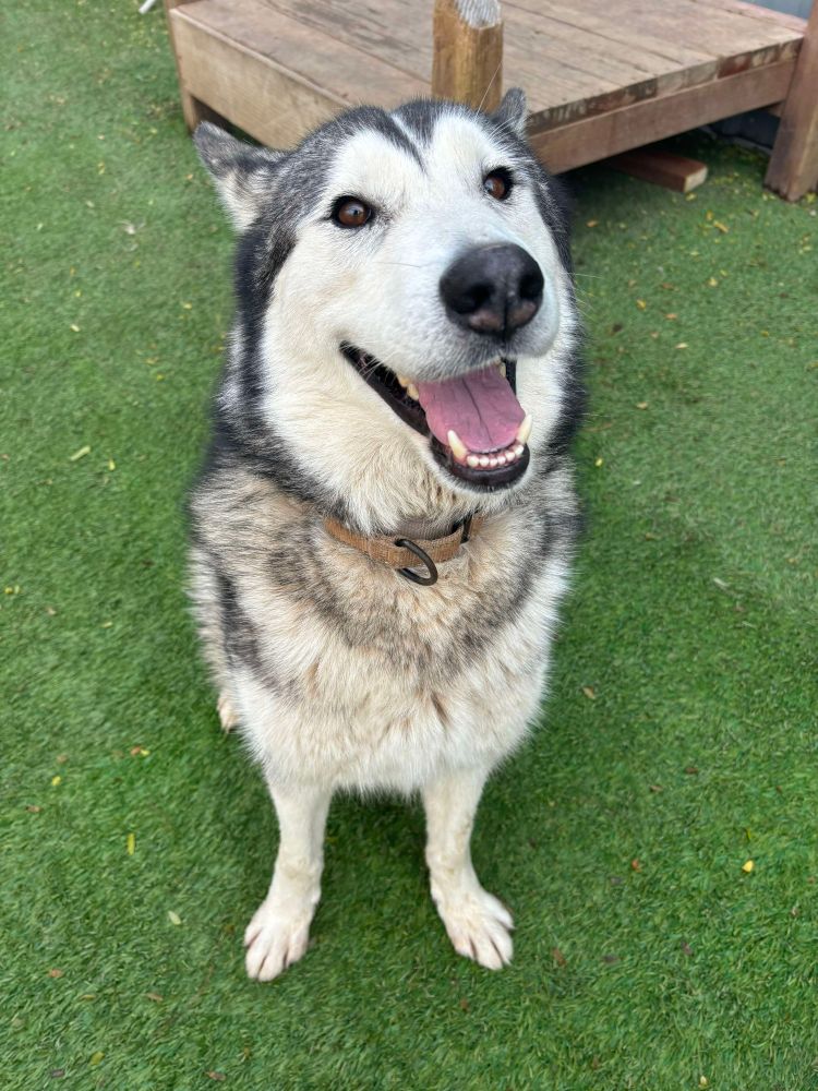 Husky, 🐕 🛷 🐶  malamute, adopt a dog near me, adopt a husky, doggie, dog, puppy, pup, puppies, huskies