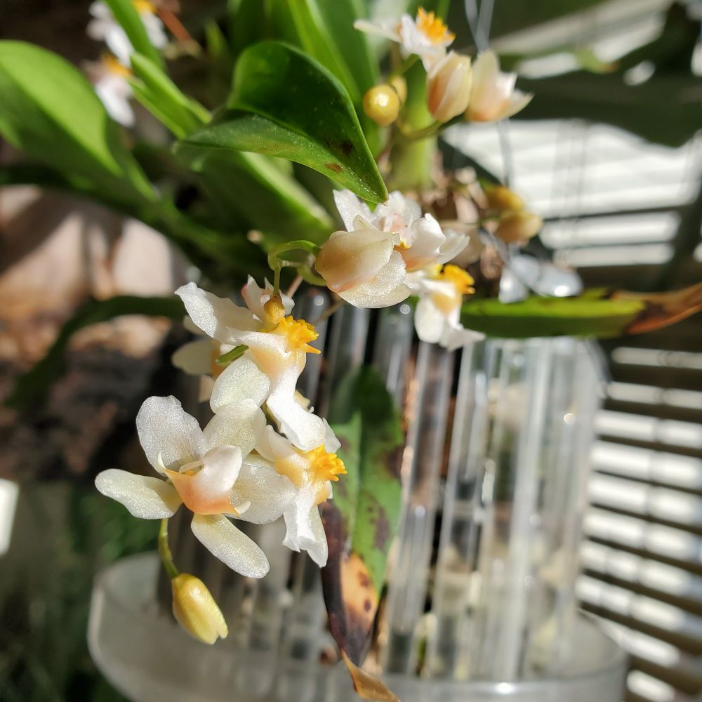 Schoenorchis gemmata in bloom