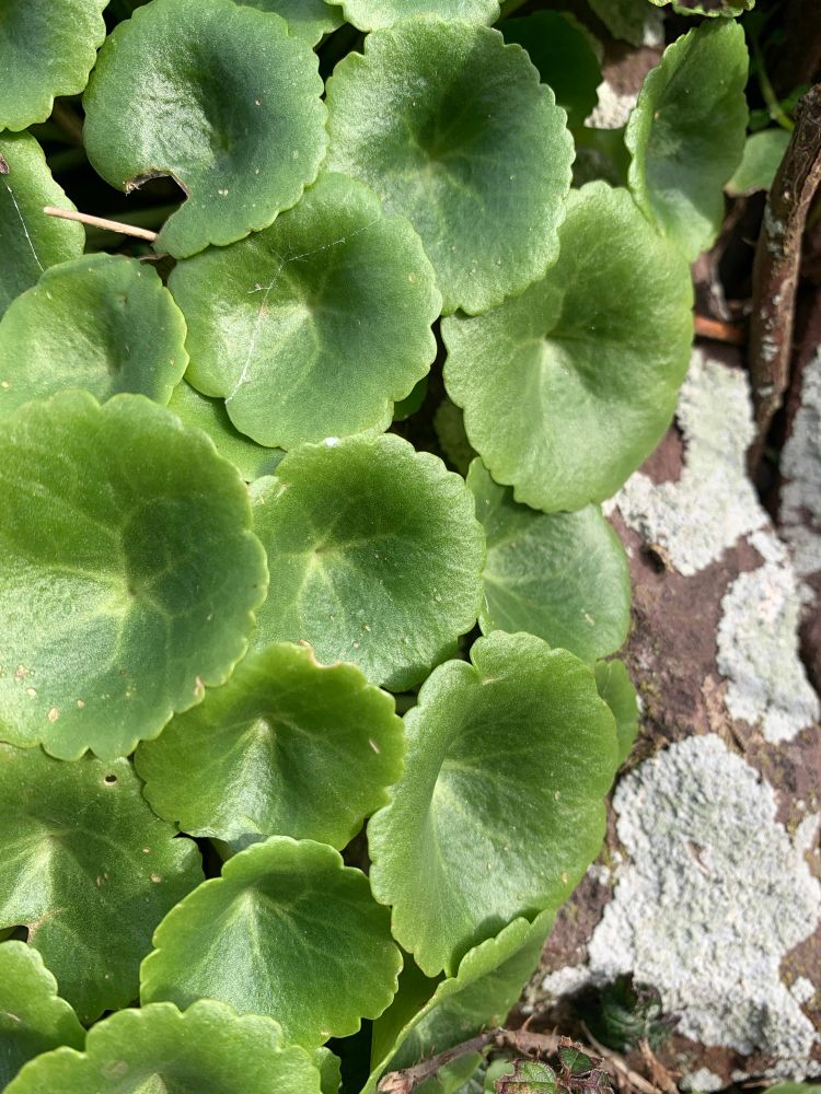 Pennywort growing on a white lichened wall
