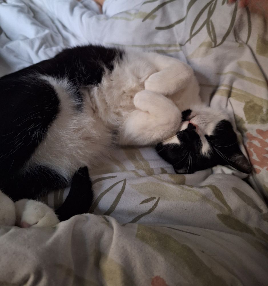 black and white cat laying on its back in a cute position, on a bed