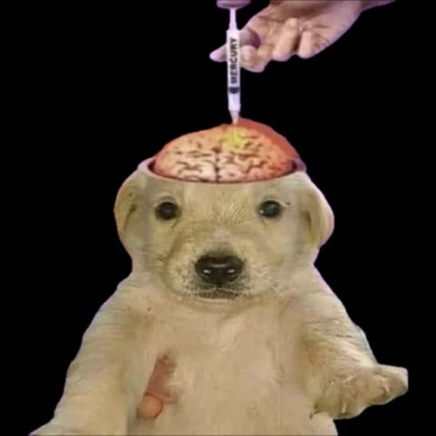chien qui se fait injecter du mercure dans le cerveau