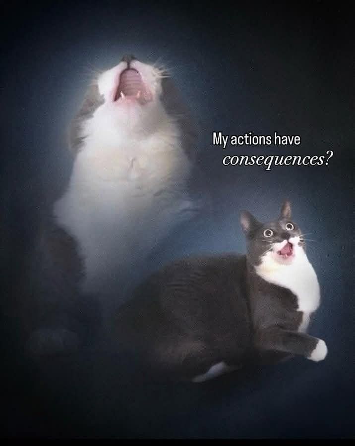 Image d'un chat terrifié avec écrit "my actions have consequences ?" 