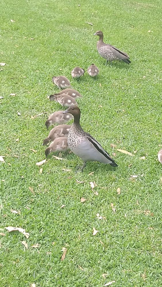 Wood ducks and ducklings in a park in Melbourne, Australia