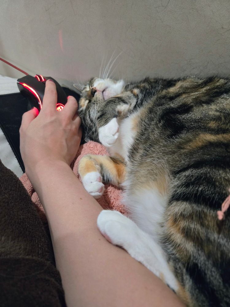A small orange, brown and white calico cat is curled up on her side in the corner of a couch, little paws resting half in the air and half on the arm of a human who is trying to use a computer mouse where the cat's sleeping head is