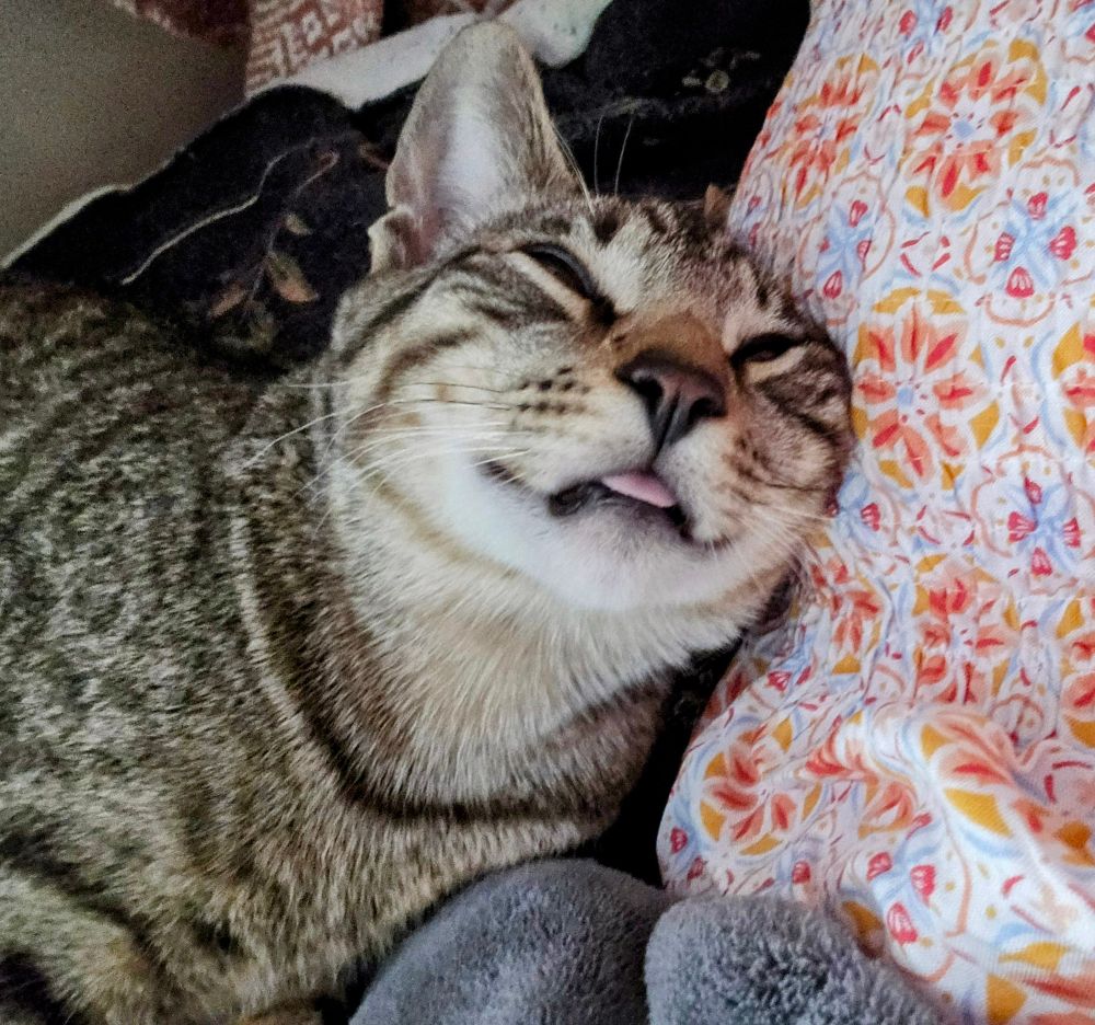 A grey tabby kitten is on his side, looking up at the camera through squinted eyes, with his tongue sticking directly out