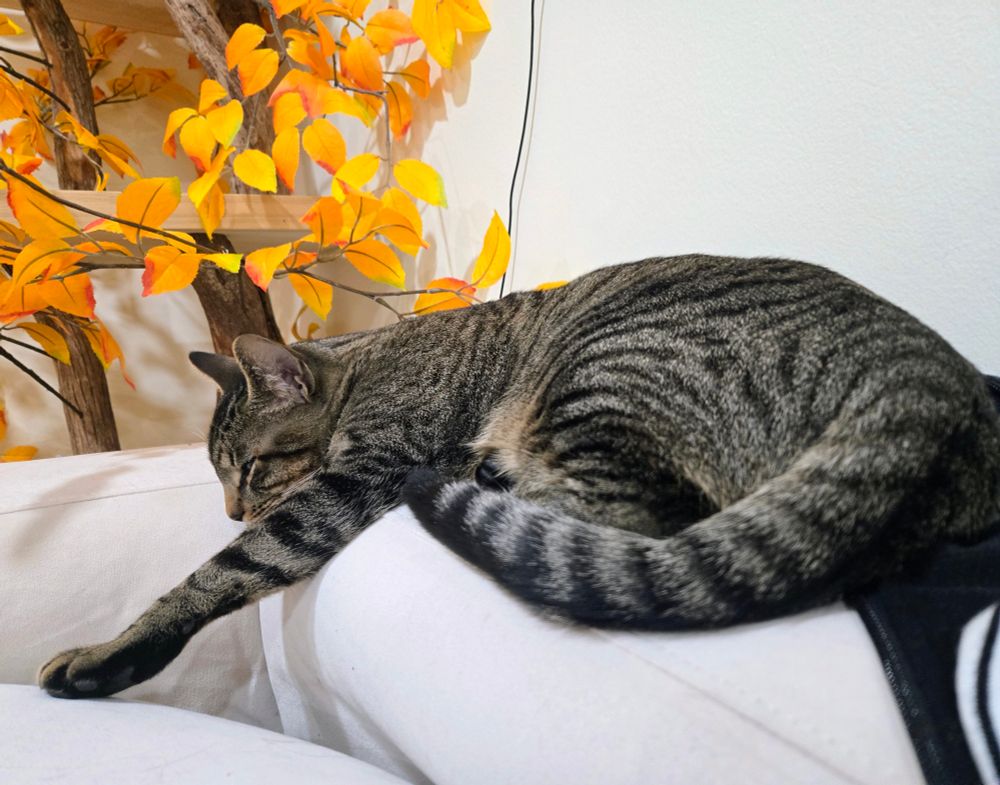 Cat is sleeping on a back of a couch, arm extended out ahead of him on a lazy Monday morning