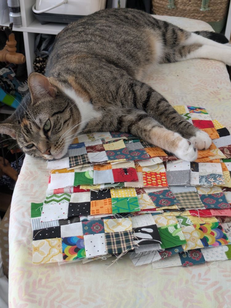 A judgmental tabby cat lying on an assortment of quilt blocks. 