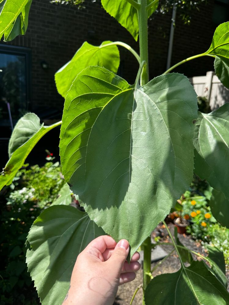 big sunflower leaf 