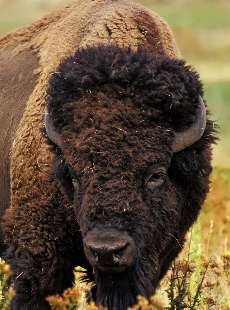 Head of a bison