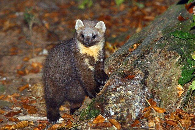 Pine marten standing at the base of a tree or log.