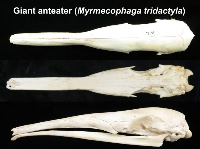 Dorsal, ventral, and lateral views of a skull of a giant anteater on a black background