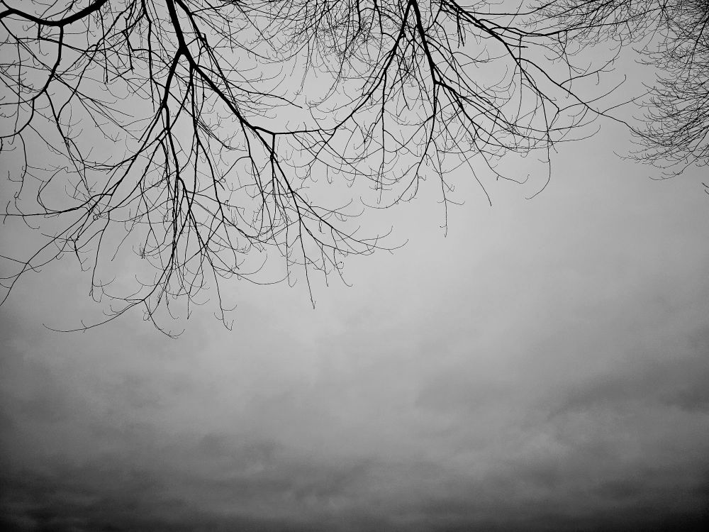 A blanket of white cloud in an evening sky with spindly bare branches creeping in from the top of the image 