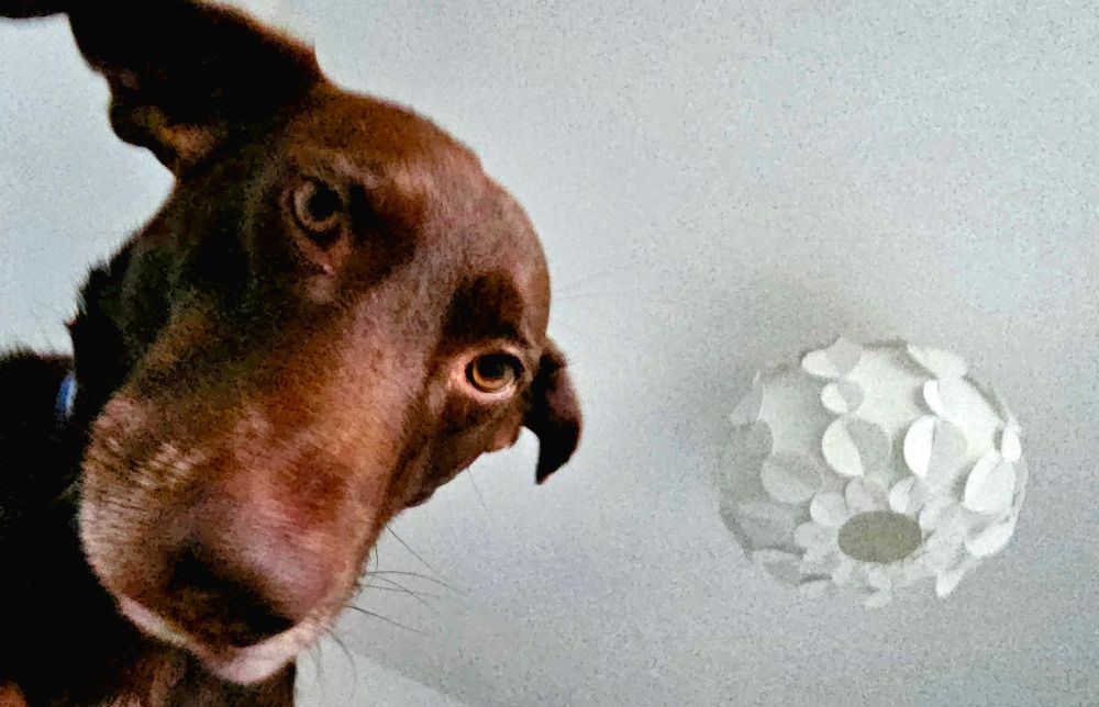 A brown dog with grey chin looking down on the camera. White ceiling and white ceiling shade above. 
