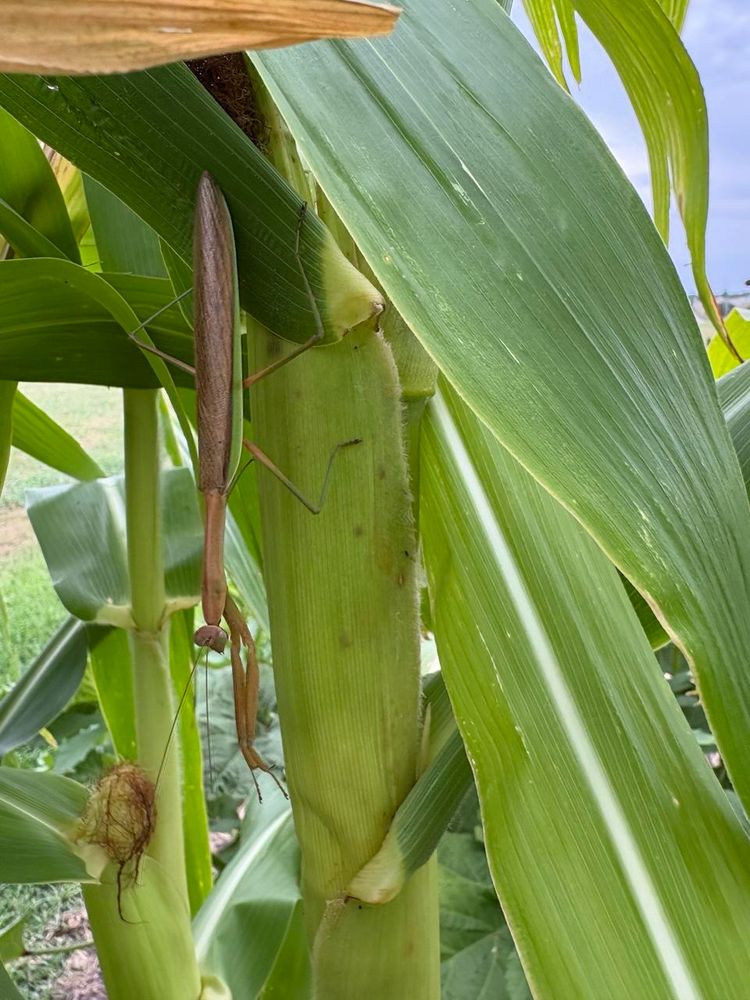 The praying mantis from the other side of the plant. It still hangs down. In this shot, the camera is further away to show the size of the mantis (8 inches, perhaps) and its ability to camouflage amid the corn leaves. 