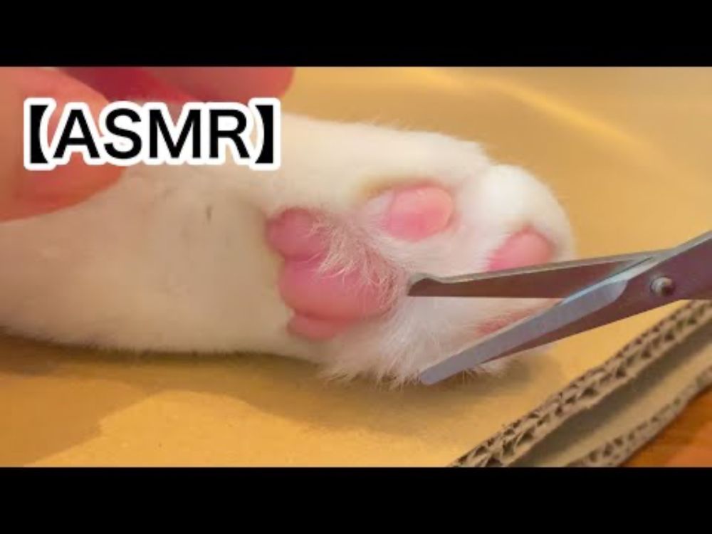 【ASMR】猫の肉球まわりの毛カット