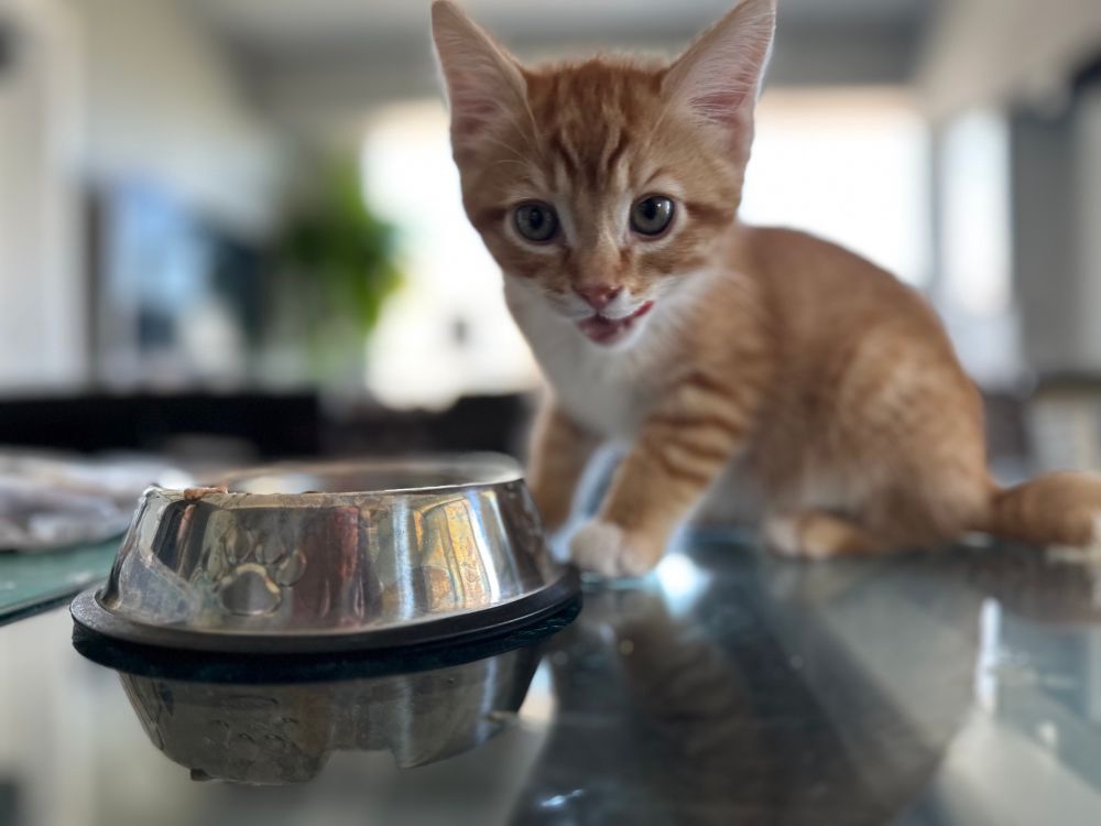 Tiny wide eyed orange kitten on a glass table looking at the camera in between chomps of food from a chrome cat bowl 