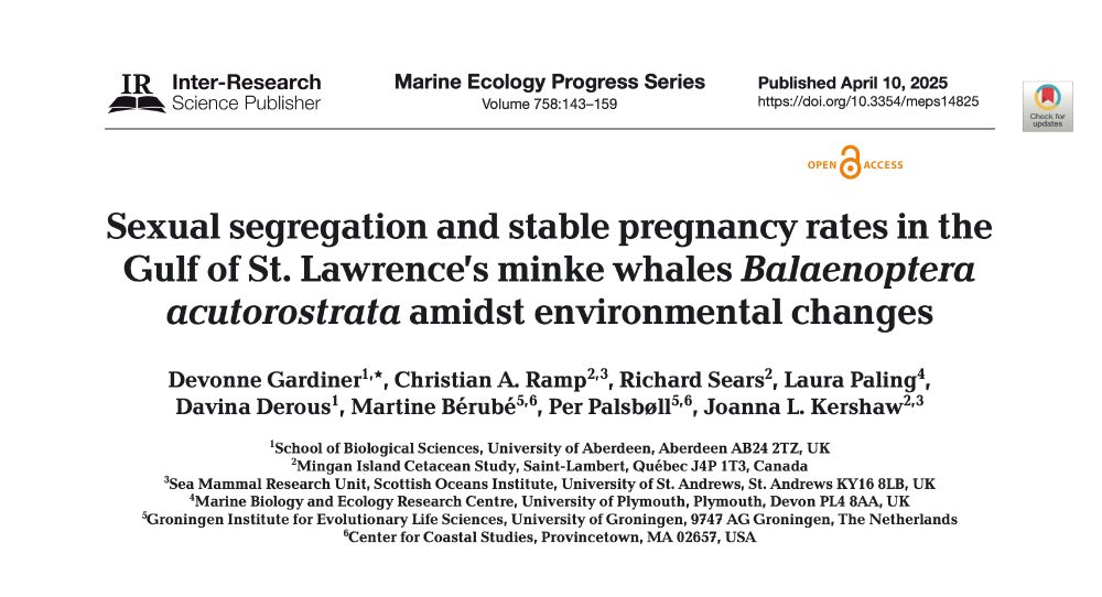 Title page of a scientific article published in Marine Ecology Progress Series on April 10, 2025. The article is titled 'Sexual segregation and stable pregnancy rates in the Gulf of St. Lawrence's minke whales (Balaenoptera acutorostrata) amidst environmental changes.' Authors listed include Devonne Gardiner, Christian A. Ramp, Richard Sears, Laura Paling, Davina Derous, Martine Bérubé, Per Palsbøll, and Joanna L. Kershaw, with affiliations in the UK, Canada, the Netherlands, and the USA. The page displays the Inter-Research Science Publisher logo and a note indicating open access.