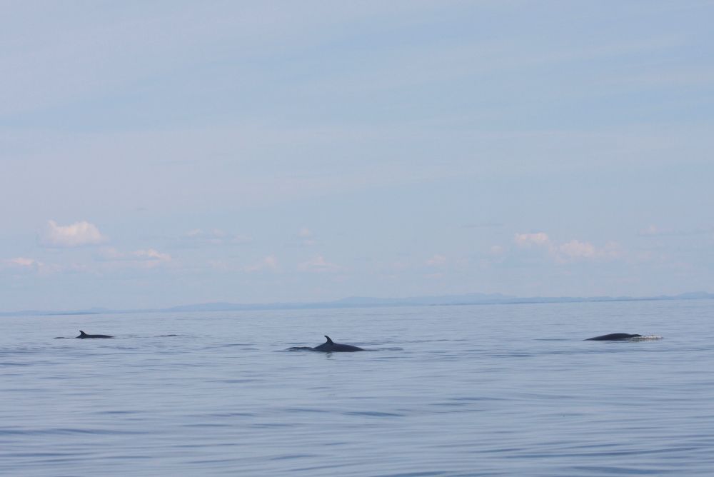 Three minke whales surfacing in calm, glassy water under a blue sky in the Gulf of St. Lawrence. Their dark dorsal fins are visible above the surface, with distant landforms and soft clouds on the horizon.