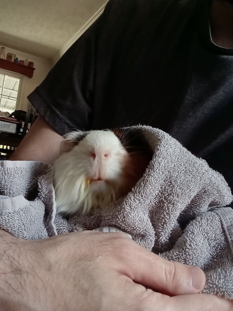 Duke after being fussy and taking his medicine