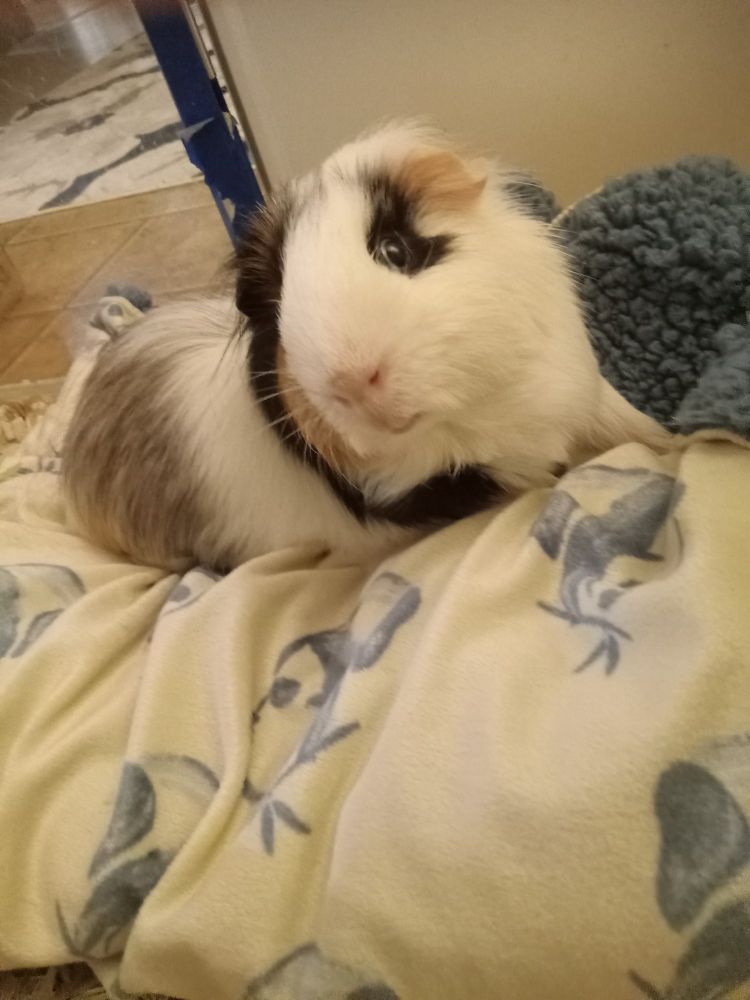 A guinea pig relaxing on a blanket.