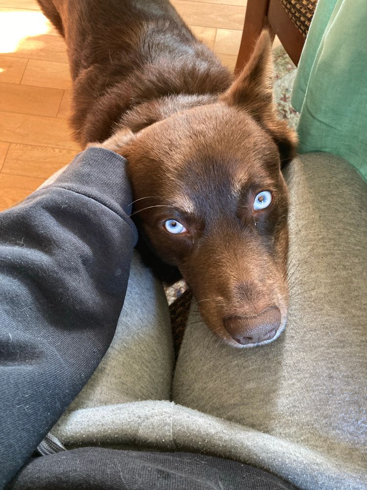 Harley the dog looking up at OP with big blue doggie eyes