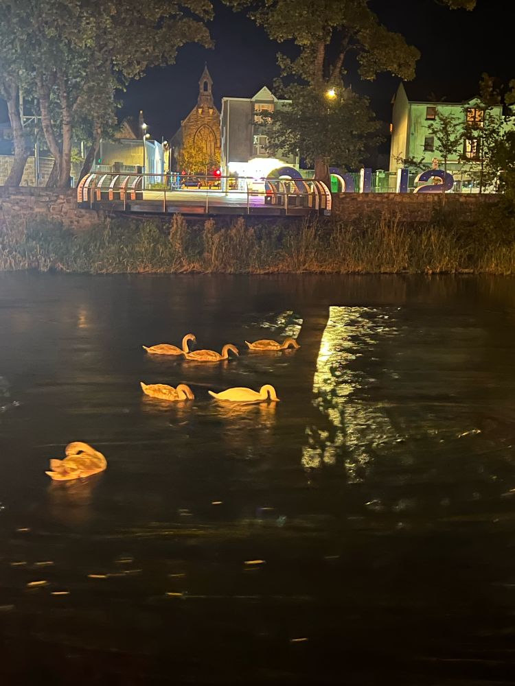 An evening in Sligo swans floating along a dimly lit river 