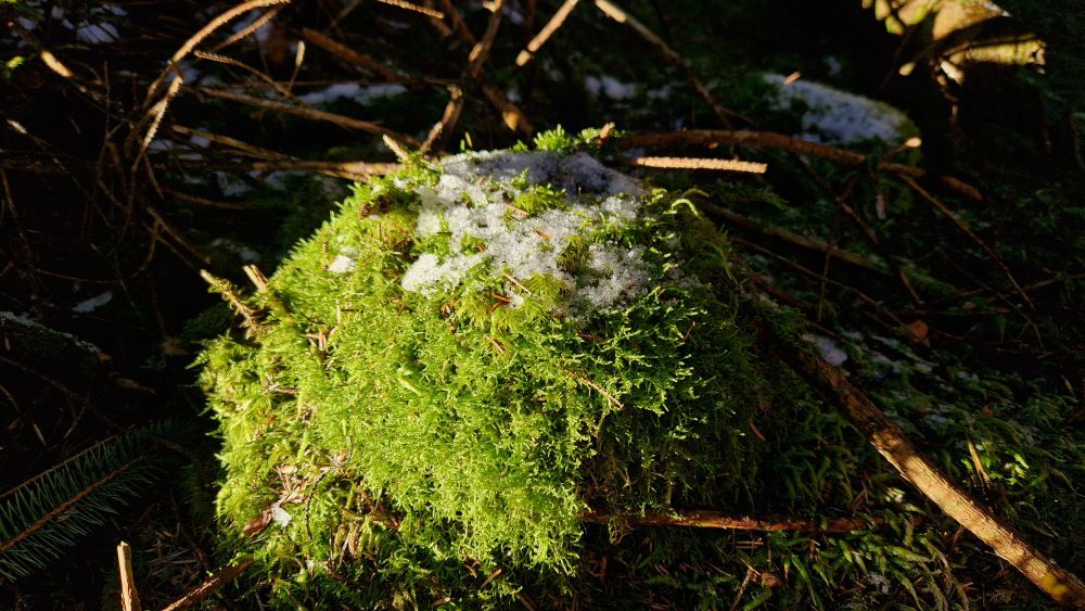 Moss and ice on an old tree stump in sunlight