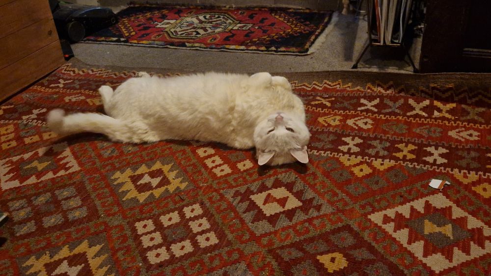 White cat lying on its back on a red kilim rug exposing its belly for strokes / slash / mauling