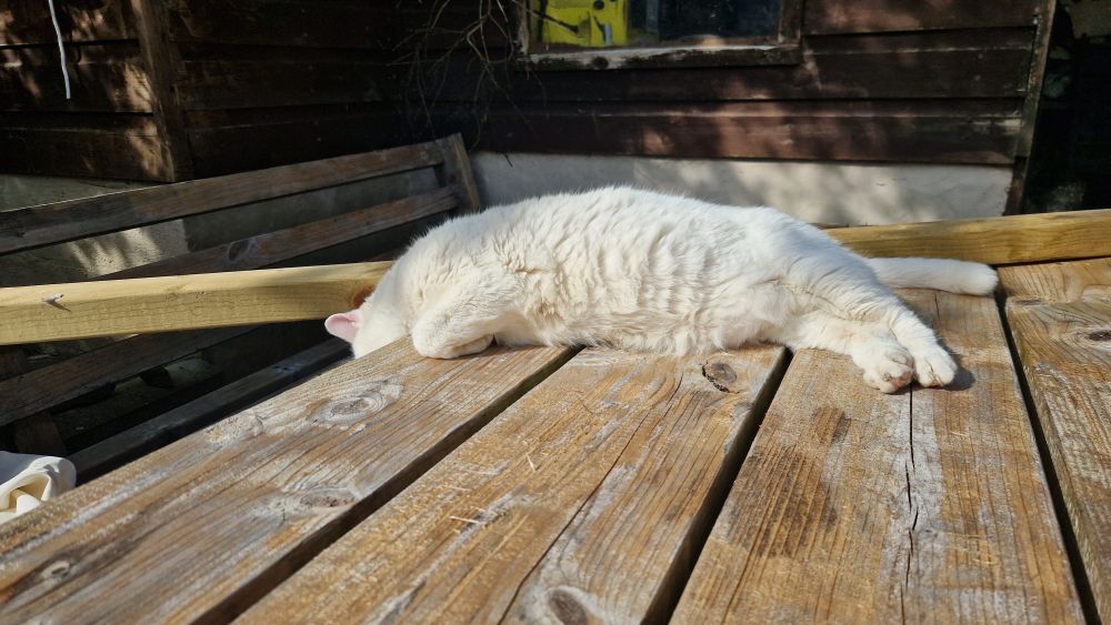 Cat asleep on table with head hanging off the edge