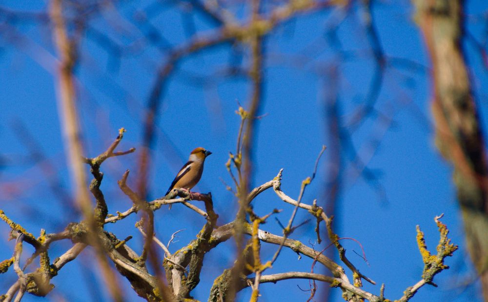 A hawfinch on a tree.