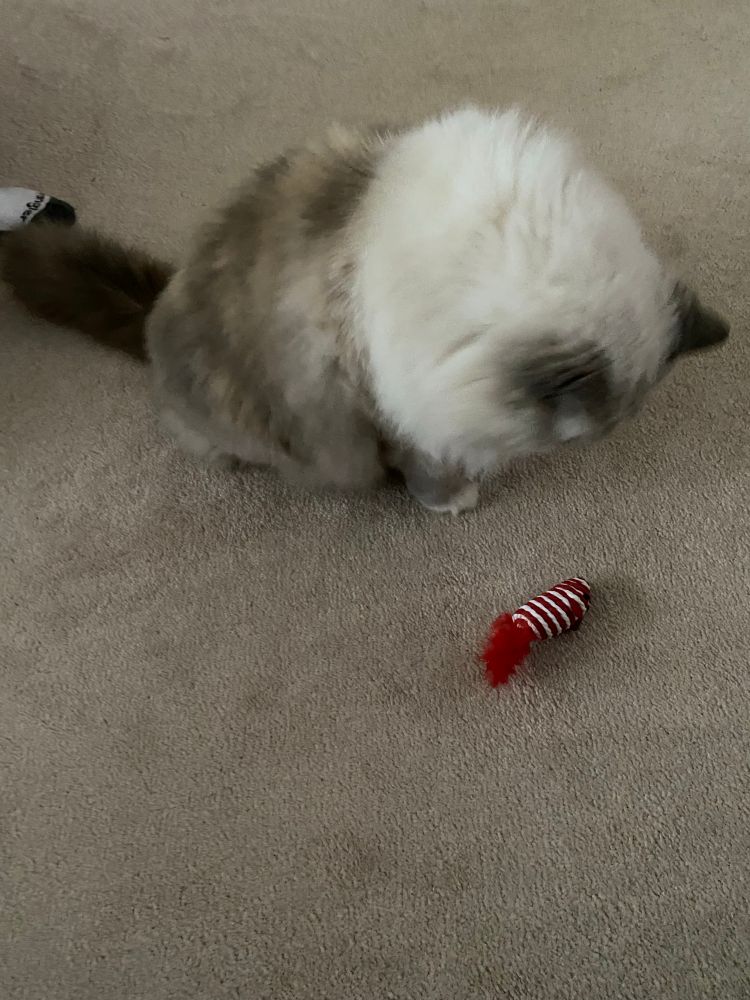 Phoebe, fluffy blue point ragdoll cat, looks inquiringly at her own red rope mouse toy on a beige carpet 