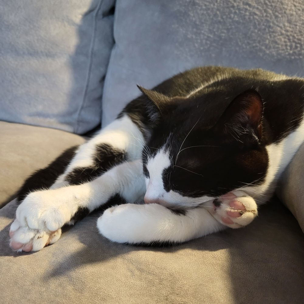 Oreo the cat and his paws.