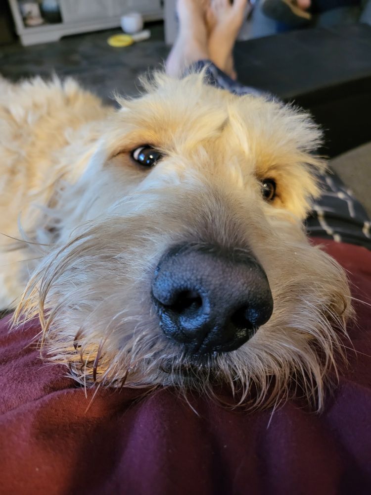 Maple, looking under the weather
