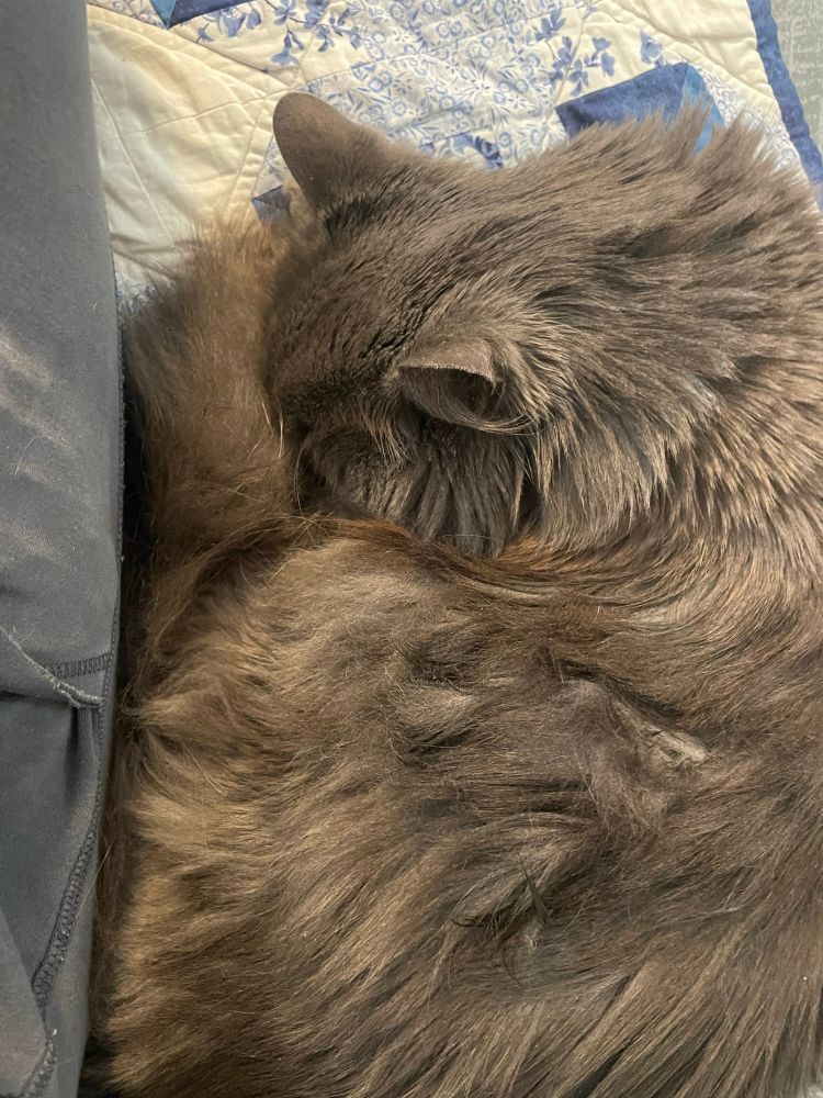 A fluffy grey cat curled up next to its human’s leg, extremely fluffy tail covering its face.