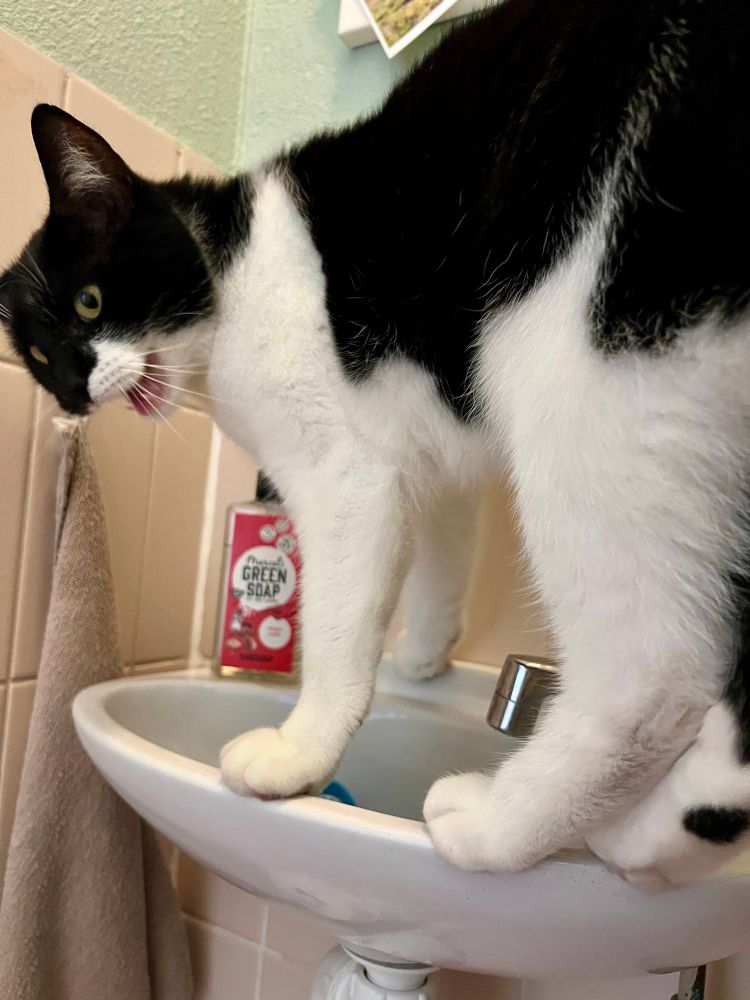 Zwart-witte kat staat op de rand van wastafeltje cq fonteintje in mn toilet met een klagelijk bekje half open