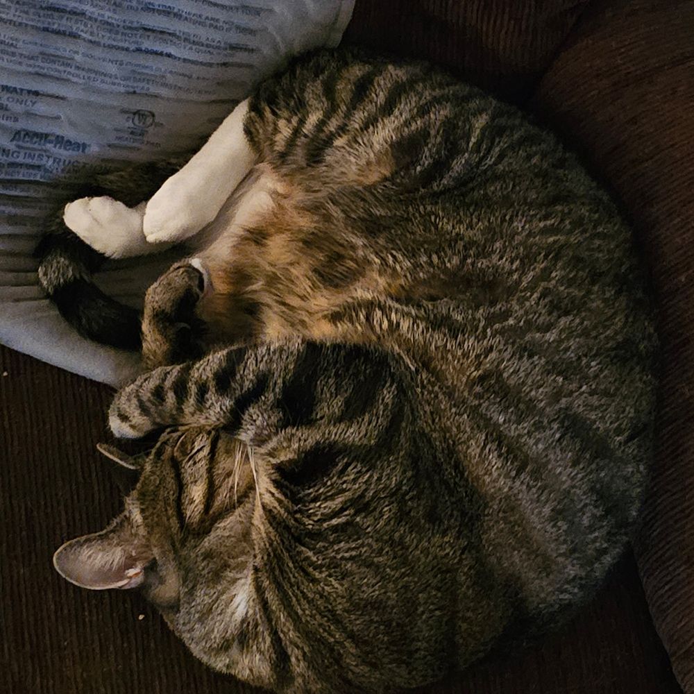 Sadie, an adorable cat, is curled up sleeping with one paw over her face. She is a gray tabby with white stockings on her back legs. She is adorable.