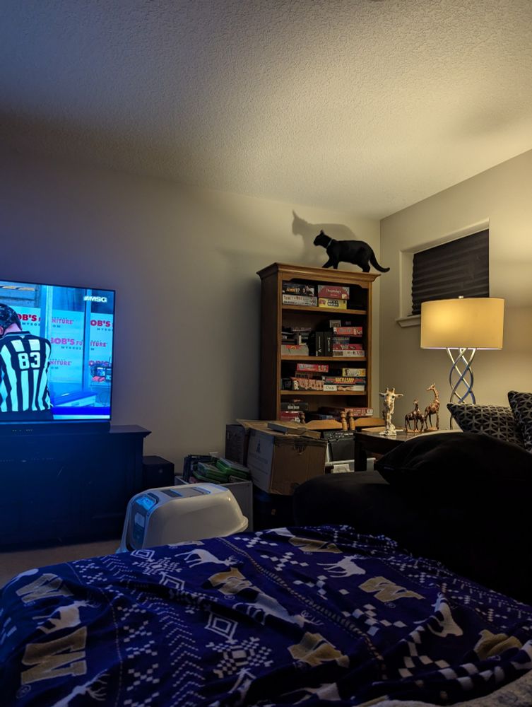 A family room with a black kitten standing on a bookshelf. 