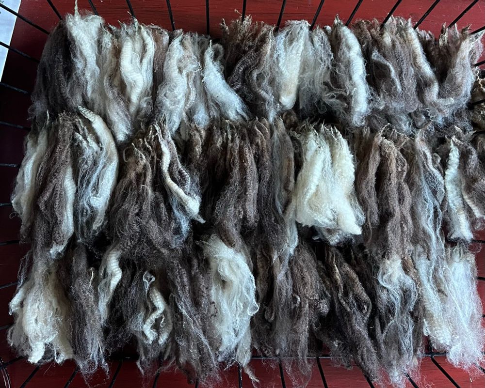 Separated tips of a black and white sheep fleece.